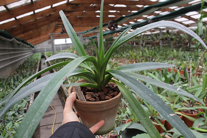 Paphiopedilum Berenice (lowii x philippinense).jpg
