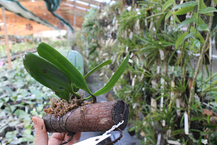 Bulbophyllum macranthum.jpg