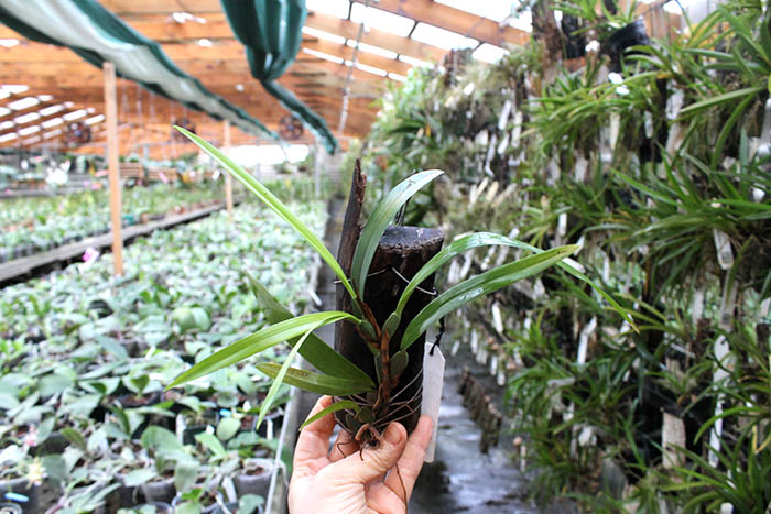 Maxillaria variabilis.jpg