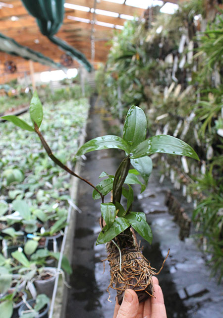 Dendrobium tetragonum gigantea.jpg