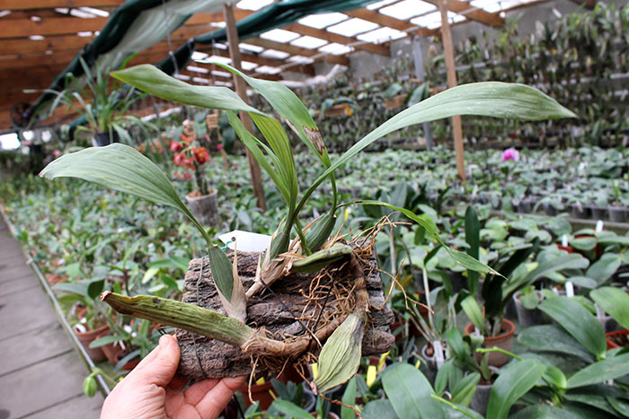 Coelogyne pandurata.jpg