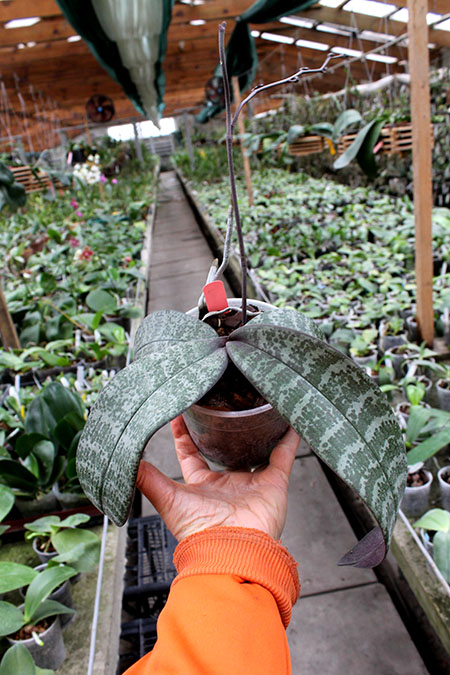 Phalaenopsis schilleriana purpurea.jpg