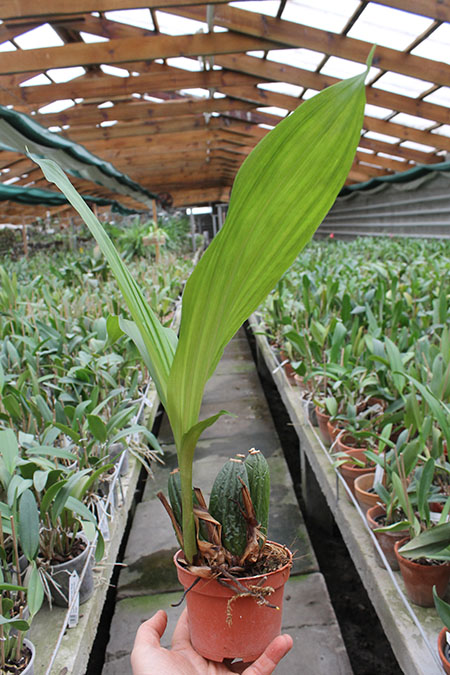 Angulocaste Red Jewel.jpg