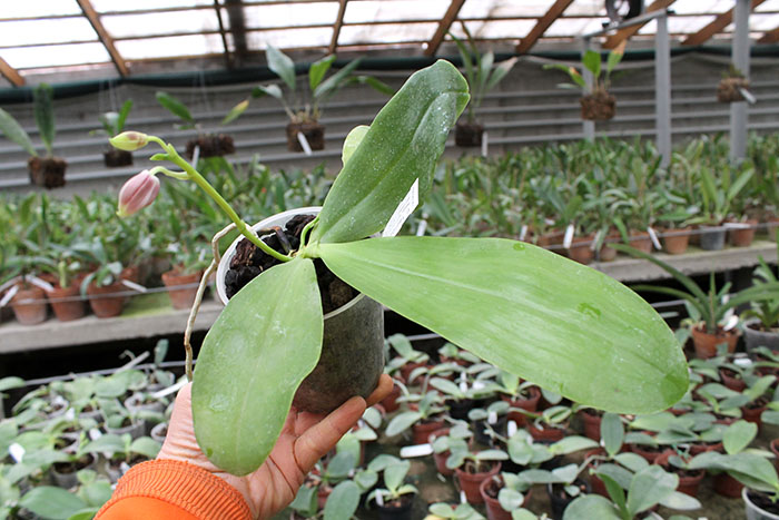 Phalaenopsis Yaphon Green Canary x tetraspis C#1.jpg