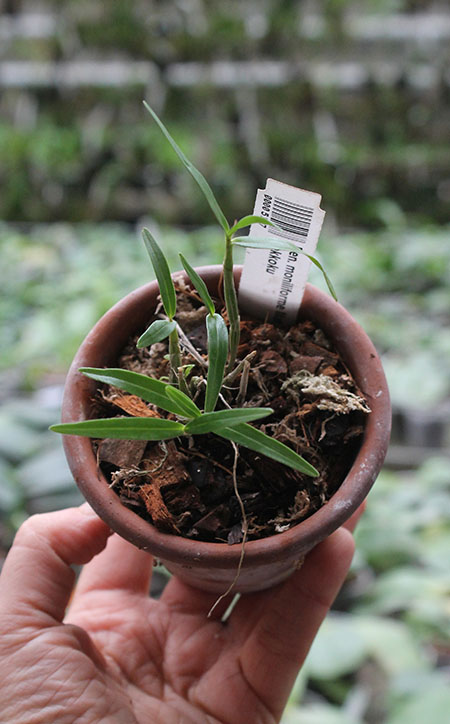 Dendrobium moniliforme Matsushima.jpg