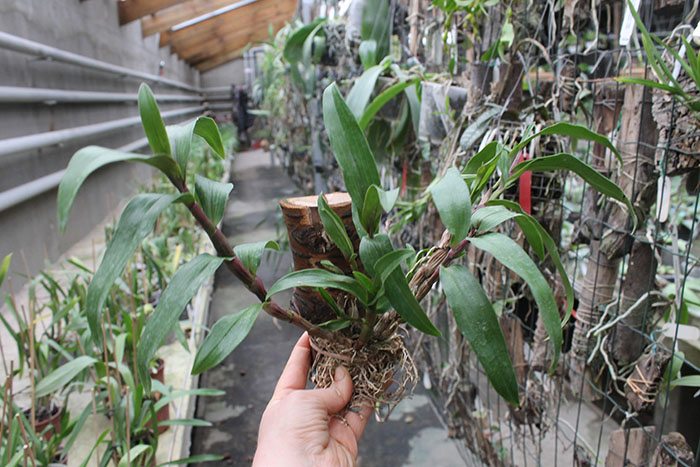 Dendrobium Hibiki (laevifolium x bracteosum).jpg