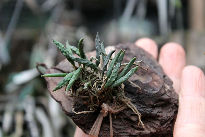 dendr cucumerinum.jpg