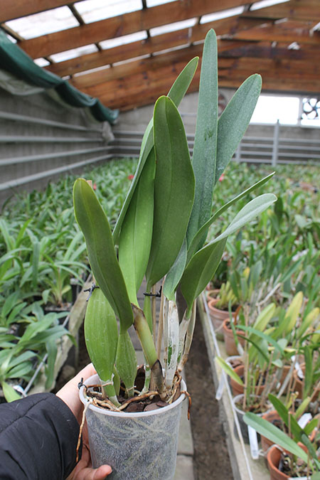 Lc C G Roebling 'Blue Indigo'.jpg