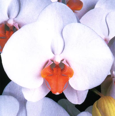 Doritaenopsis Kiska.jpg