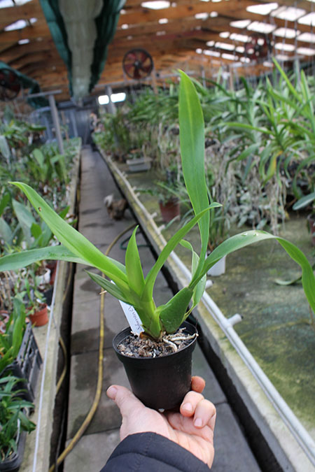 Odontoglossum harryanum.jpg