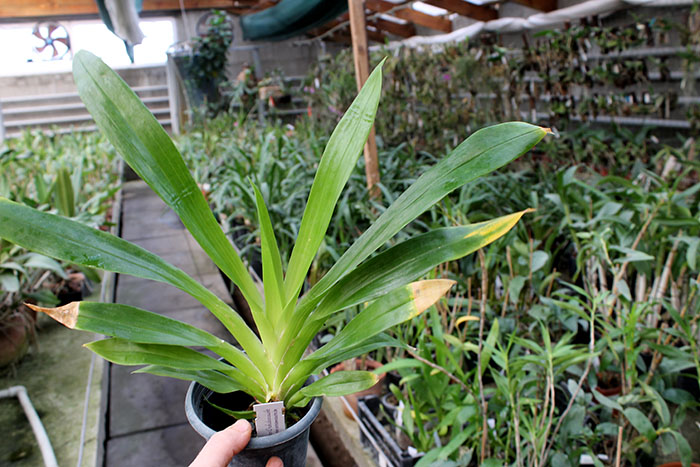 Huntleya meleagris.jpg