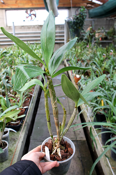 Dendrobium spectabile.jpg