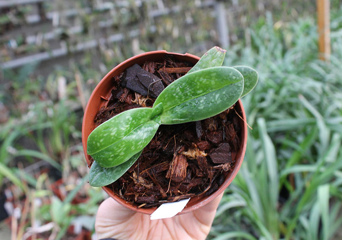 Paphiopedilum bellatulum album.jpg