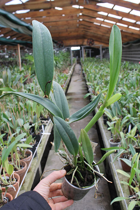 Potinara Tzeng Wen Beauty x Sophrolaeliocattleya Barefoot Mailmen.jpg