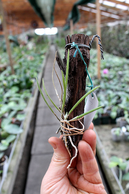 Dendrobium striolatum.jpg