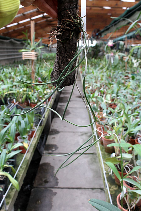 Dockrillia casuarinae.jpg