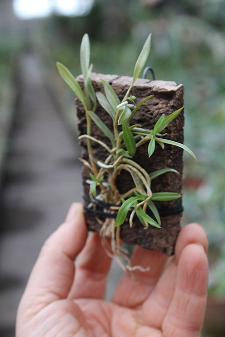 Epiphronitis Mariae (Euchile Mariae x Sophronitis coccinea).jpg