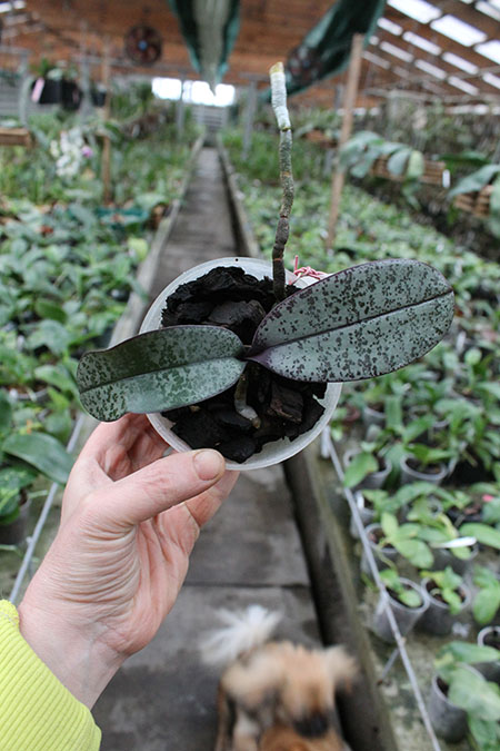 Phalaenopsis schilleriana.jpg