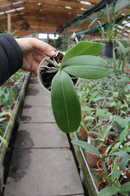 Phalaenopsis equestris alba x Phalaenopsis lindenii.jpg