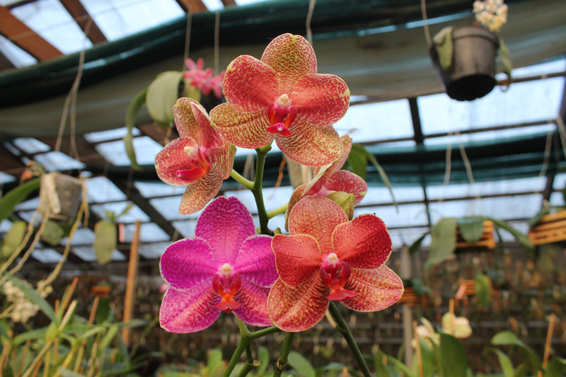Phalaenopsis (Mituo Sun x Ching Her Buddha) x Mituo Sun.jpg