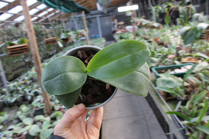 Phalaenopsis Mituo Sun 'Mituo #1' x Ld's Bear King 'YK-14'.jpg