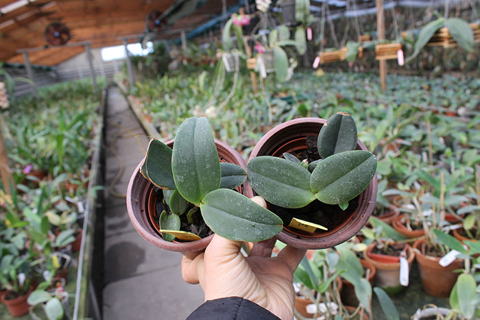 Cattleya amethystoglossa coerulea.jpg