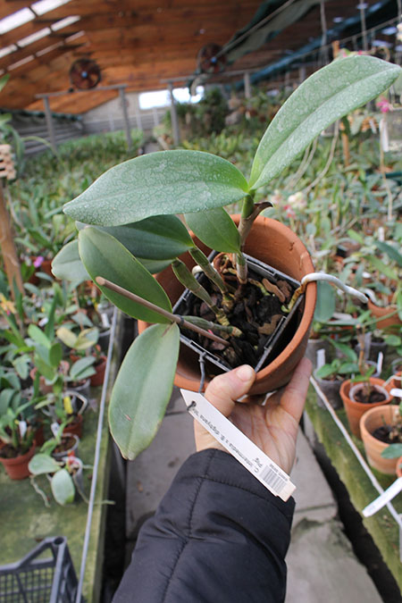 Brassocattleya Cordelia 'Cordelita'.jpg
