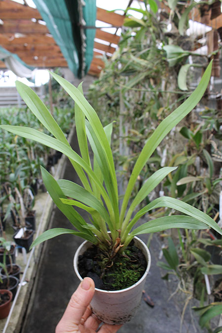 Cochleanthes discolor.jpg