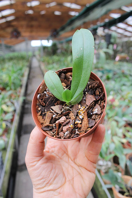 Phalaenopsis (Hsinying Fanjo x Mituo Sun) x gigantea.jpg