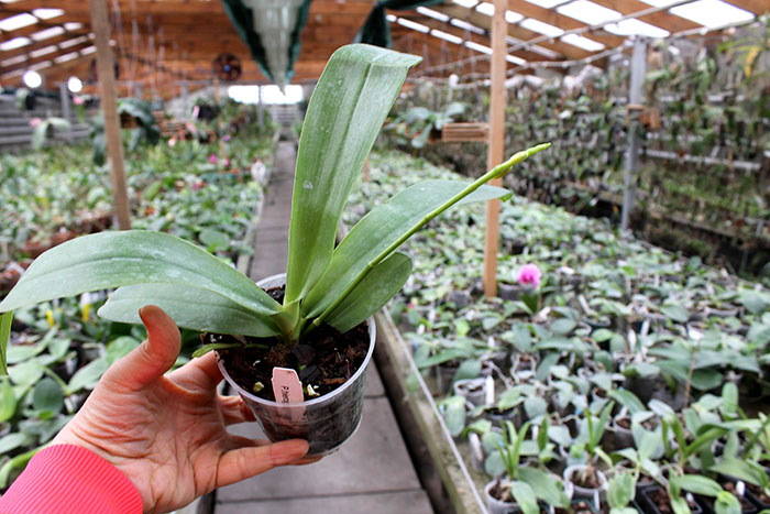 Phalaenopsis hieroglyphica.jpg