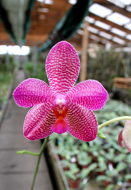 Phalaenopsis (Mituo Sun x Ching Her Buddha) x Mituo Sun.jpg