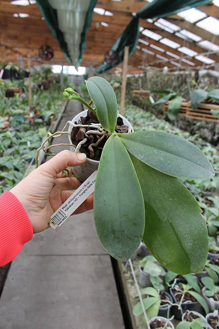 Phalaenopsis philippinensis x (Sogo Yukidian 'V3' - Yungho Gelb Canary).jpg