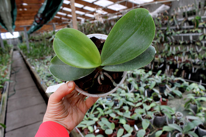 Doritaenopsis Sogo Meili x Phalaenopsis Ld's Bear Queen.jpg