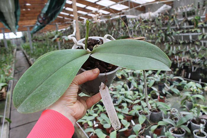 Doritaenopsis Tinny Honey 'Sogo-F894' x Phalaenopsis Yaphon Goldnight '#2'.jpg