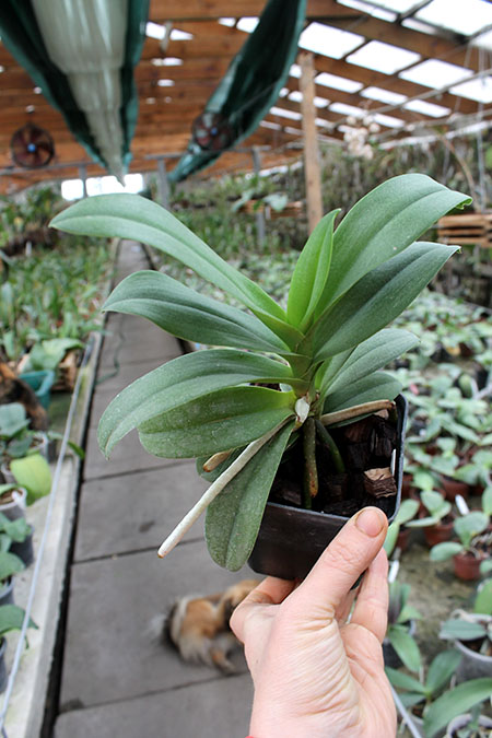 Doritis pulcherrima x Ascocentrum miniatum.jpg