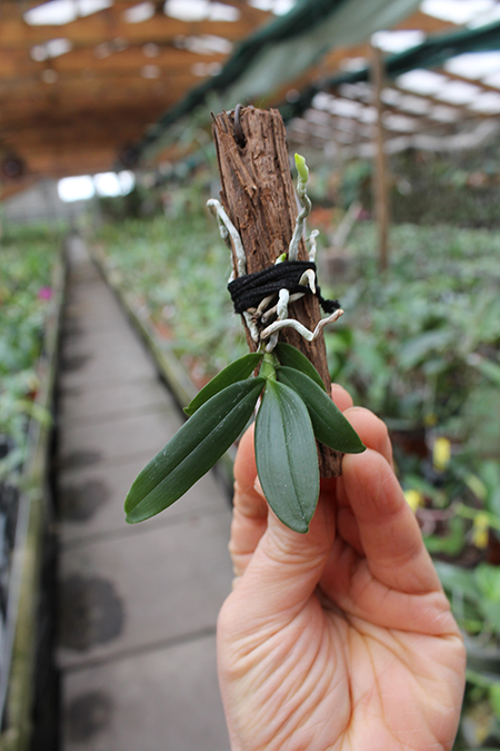 Neobathiea grandidieriana.jpg