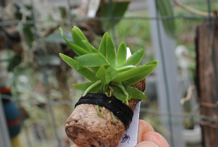 Psygmorchis pusilla.jpg