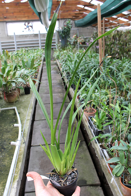 Osmoglossum pulchellum.jpg