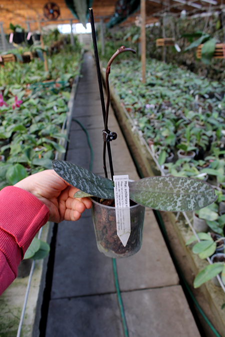 Phalaenopsis schilleriana 4N.jpg