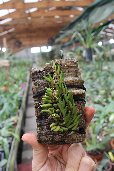 Pleurothallis leptotifolia.jpg