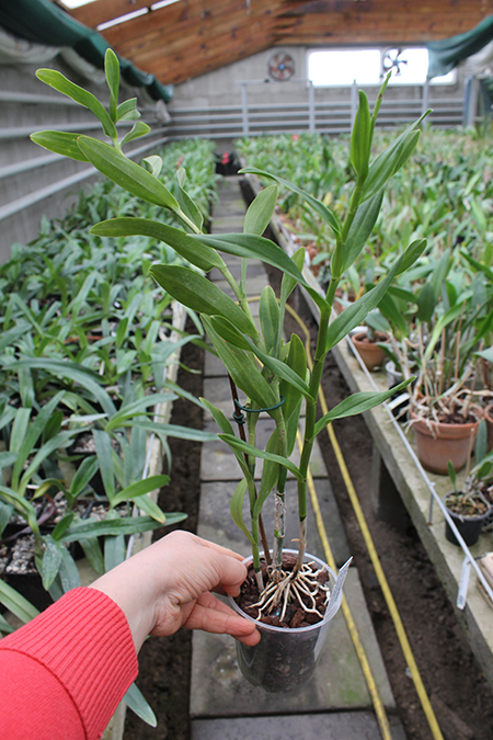 Epicattleya Orange Blaze.jpg