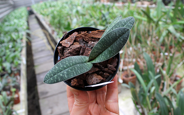 Paphiopedilum armeniacum x godefroyae.jpg