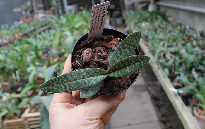 Paphiopedilum Kevin Porter (bellatulum x micranthum).jpg