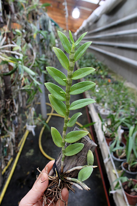 Dendrobium loddigesii.jpg