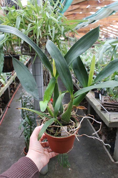 Panarica ionocentra.jpg