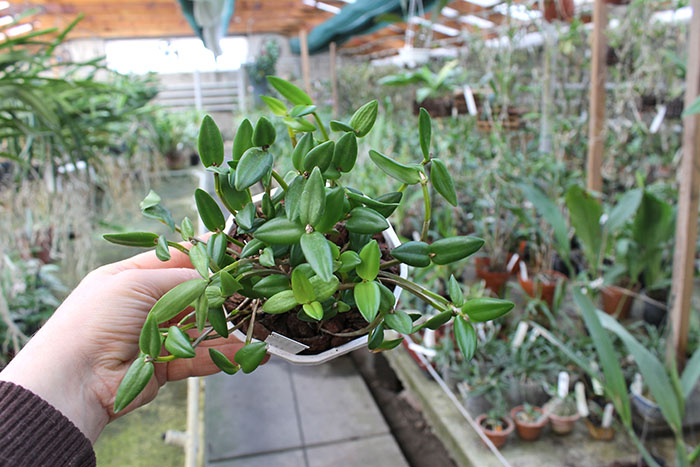 Dendrobium hymenanthum.jpg