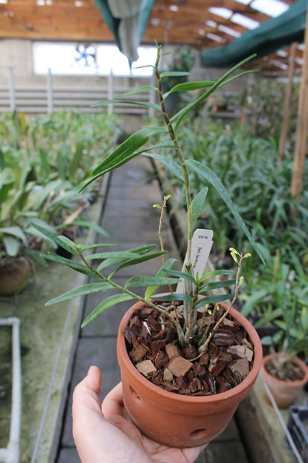 Dendrobium faciferum.jpg