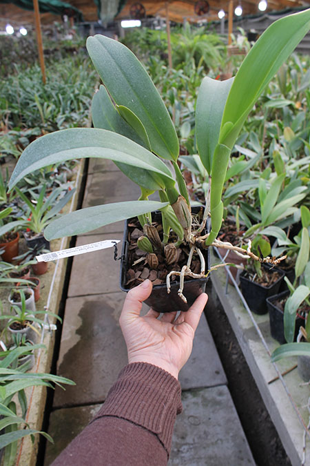 Cattleya warneri semi alba 'Pedra Azul' x Cattleya warneri semi alba 'Nr 1'.jpg