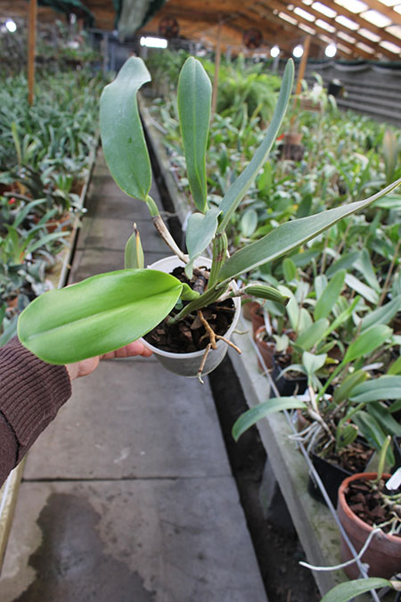 Cattleya warneri semi alba (boa forma) x Cattleya warneri semi alba 'Rubi'.jpg