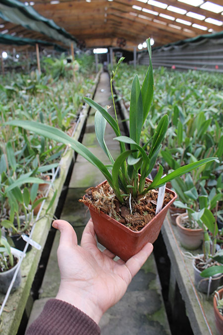 Oncidium vulcanicum.jpg